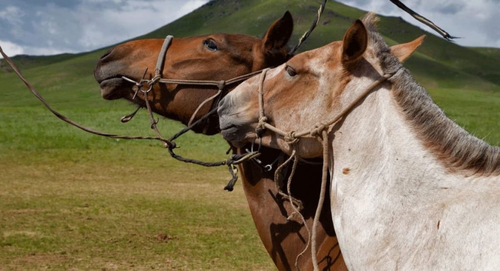 All About Stallions and Mares